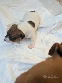 Jack Russel terrier