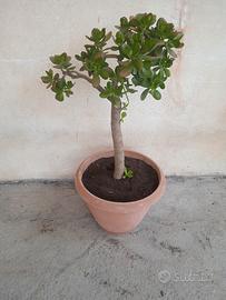 Pianta Giada da cm 105