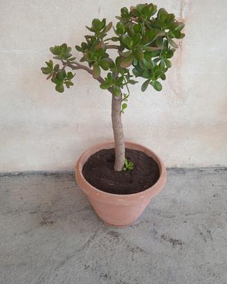 Pianta Giada da cm 105