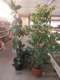 piante da interno esemplari
