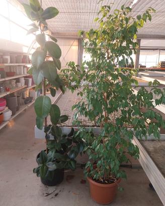piante da interno esemplari