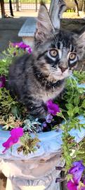 Gattini Maine coon