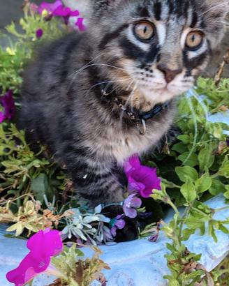 Gattini Maine coon