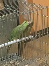Pappagalli