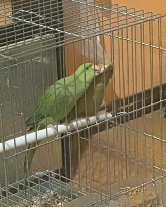Pappagalli