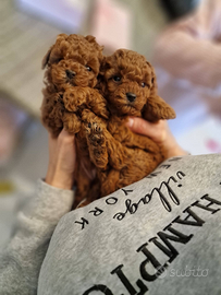 Barboncino Mini Toy con Pedigree