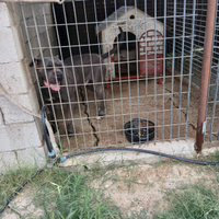 Cane corso maschio