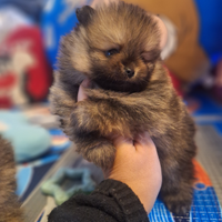 Cuccioli di pomerania