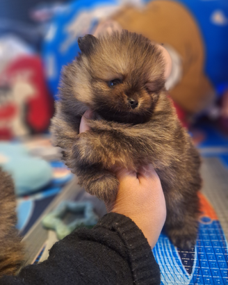 Cuccioli di pomerania