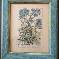 Stampa botanica dipinta a mano 19 esimo secolo