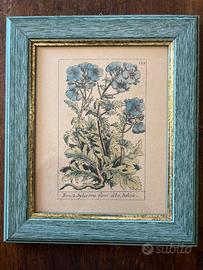 Stampa botanica dipinta a mano 19 esimo secolo