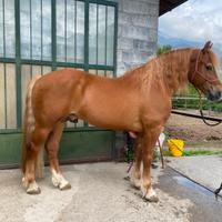 Stallone appenninico