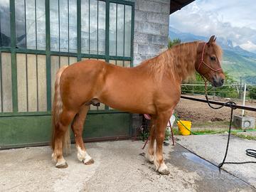 Stallone appenninico