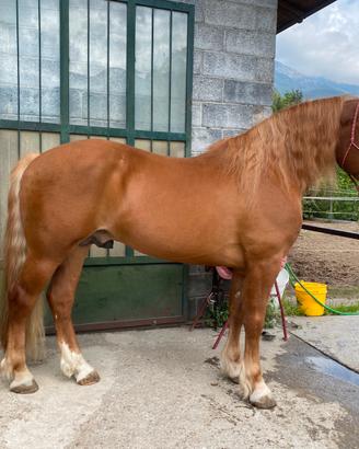 Stallone appenninico