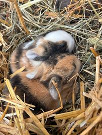 Cuccioli di Coniglio Nano
