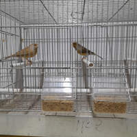 Coppie di canarini agata e canarini colorati