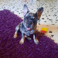 Ultima femmina bulldog francese esotico