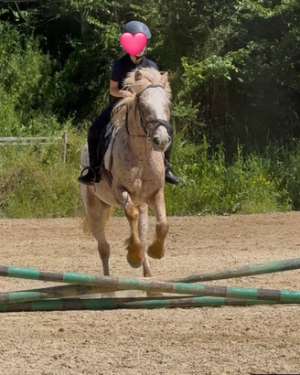 Pony