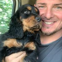 Working Cocker da tartufi già addestrato