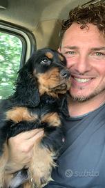 Working Cocker da tartufi già addestrato