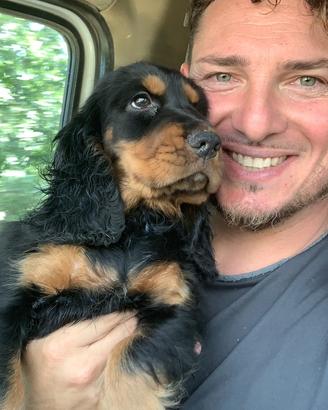 Working Cocker da tartufi già addestrato