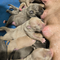 American Pitbull Terrier blunose e silver