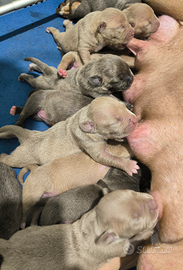 American Pitbull Terrier blunose e silver