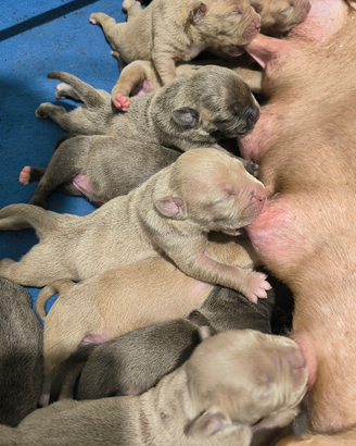 American Pitbull Terrier blunose e silver