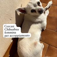 Cercasi Chihuahua femmina per accoppiamento