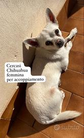 Cercasi Chihuahua femmina per accoppiamento