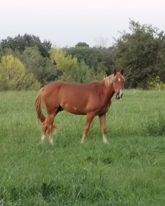 Pony