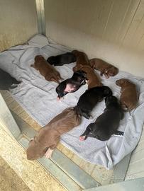 Cuccioli di PitBull