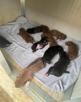 Cuccioli di PitBull