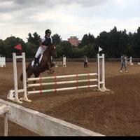 Pony da salto