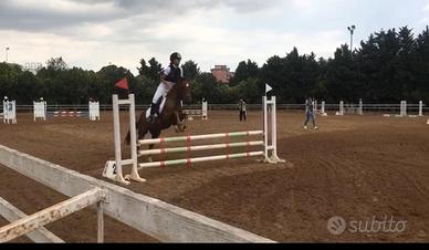 Pony da salto