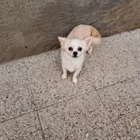 Chihuahua femmina pelo lungo