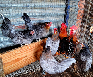 Galline/galli di americane, calopsite, inseparabil