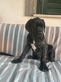Cucciolo di cane corso