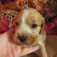 Cuccioli Cocker