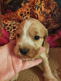 Cuccioli Cocker
