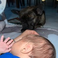 Bulldog francese femmina