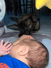 Bulldog francese femmina