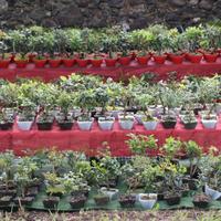 Prebonsai in varietà