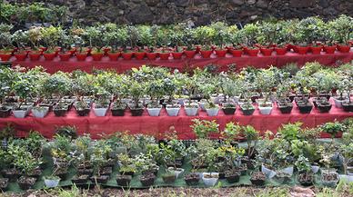 Prebonsai in varietà