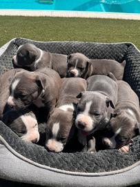 Amstaff