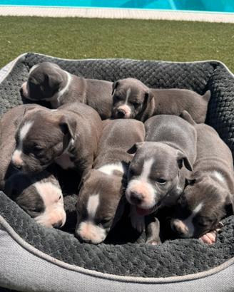 Amstaff