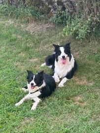 Cuccioli border collie con pedigree