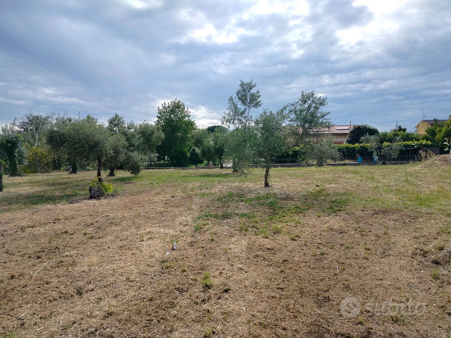 Terreno edificabile con uliveto. VELLETRI - Vista 4
