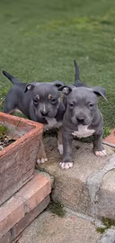 Pitbull tricolor e blue