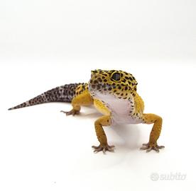Geco leopardino